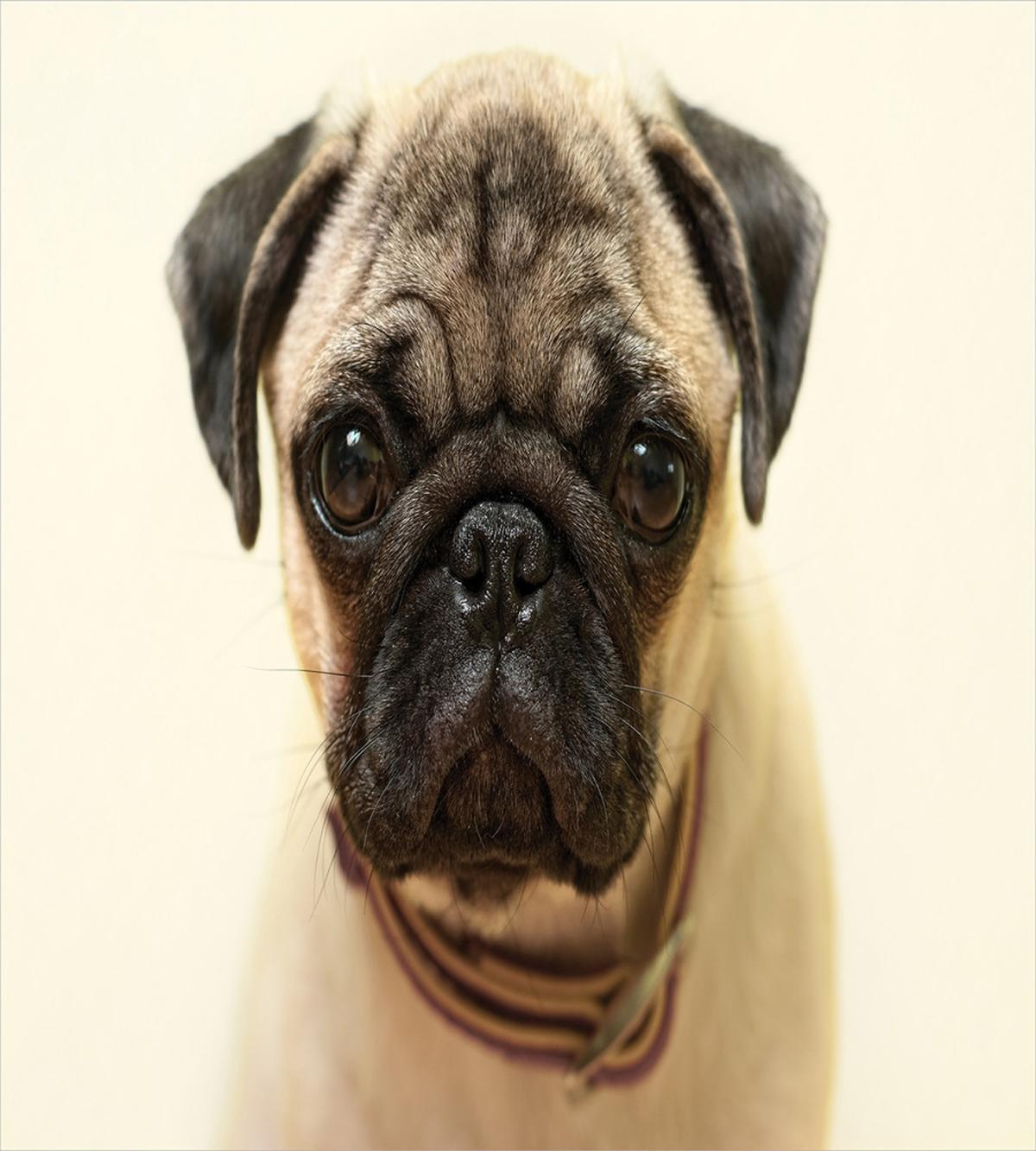 Pure Bred Dog Photograph — Pattern