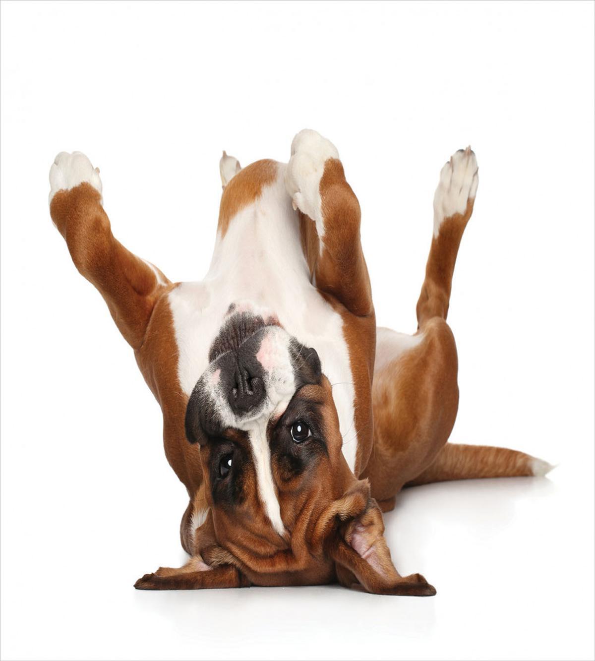 Funny Playful Puppy Image — Pattern