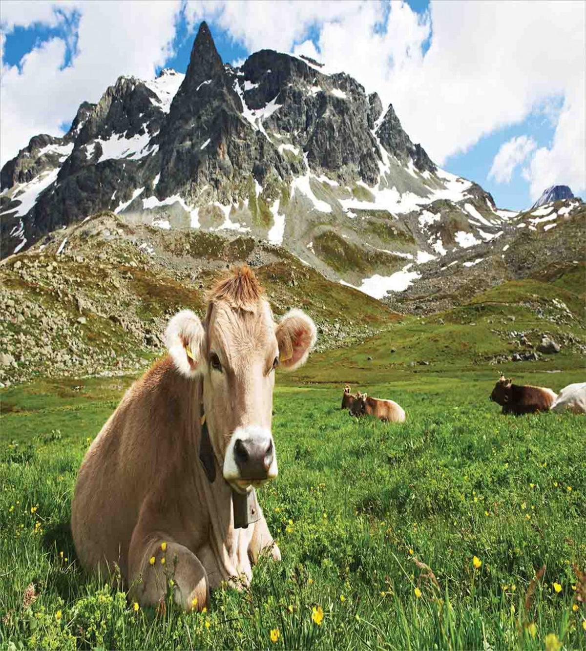 Alpine Mountain Milk Cow — Pattern