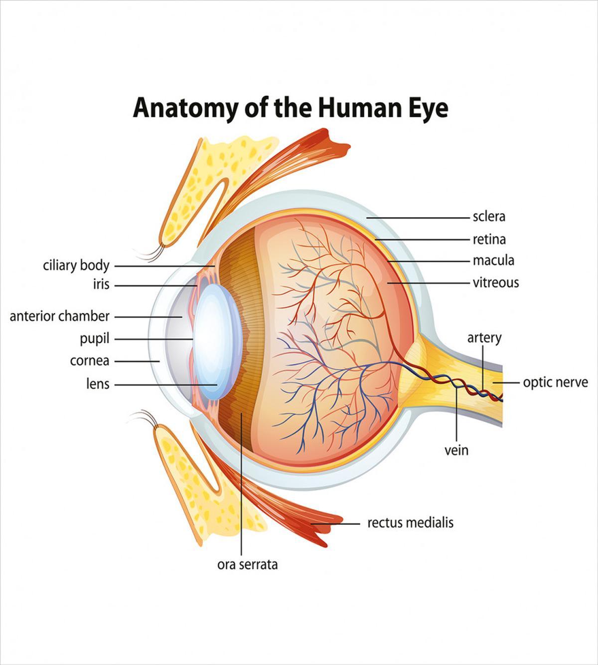 Eye Cornea Pupils — Pattern