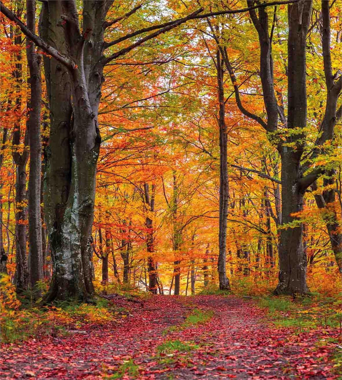 Shady Deciduous Trees — Pattern
