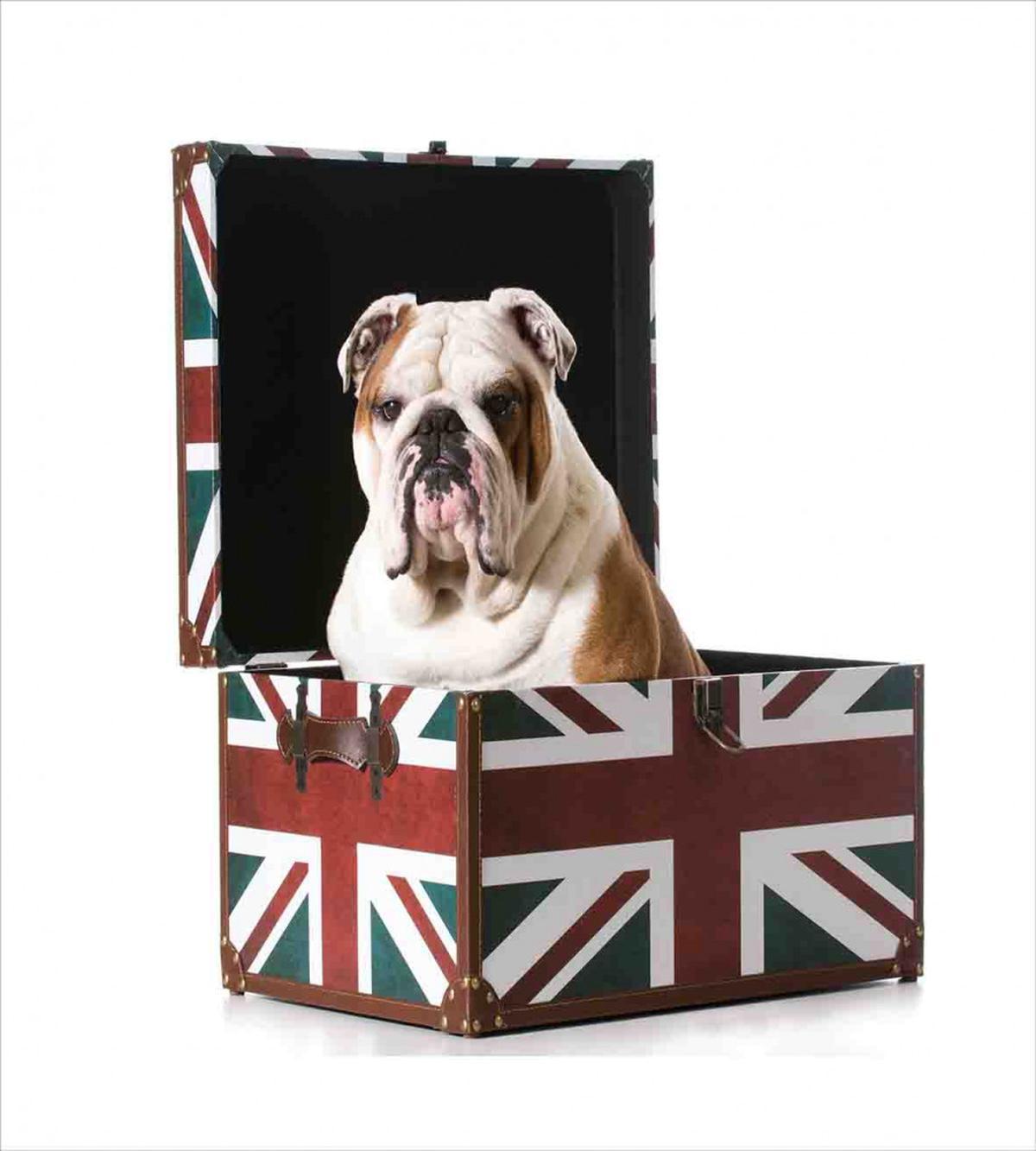 Patriotic Dog — Pattern