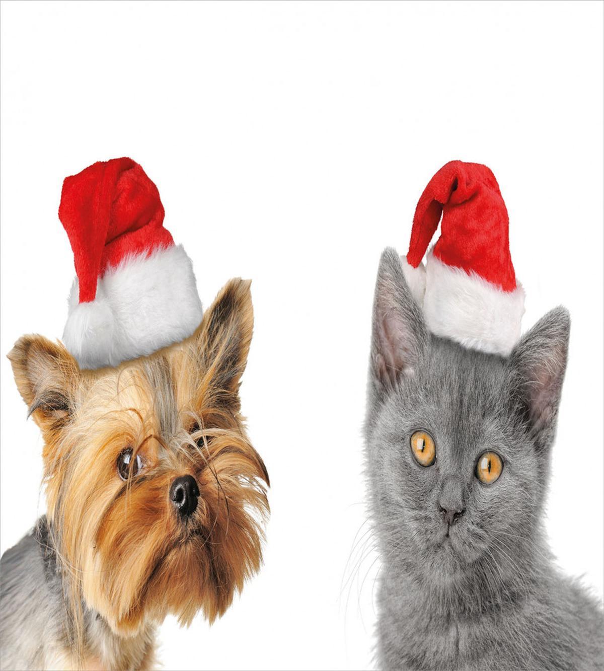 Cat Dog Xmas Hats — Pattern