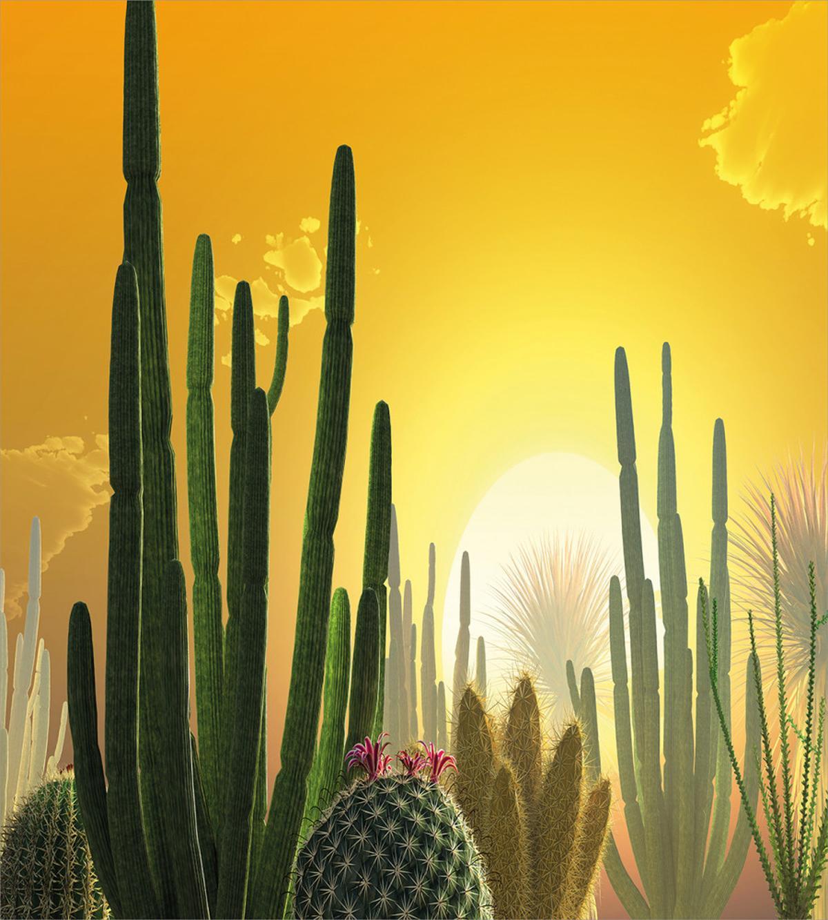 Sunset Desert Ecology — Pattern