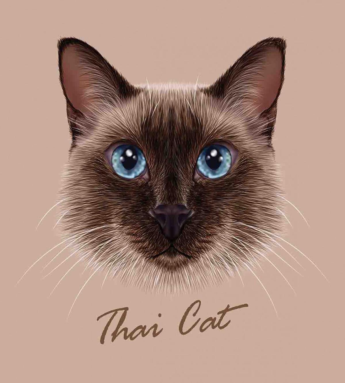 Domestic Animal Siamese Cat — Pattern