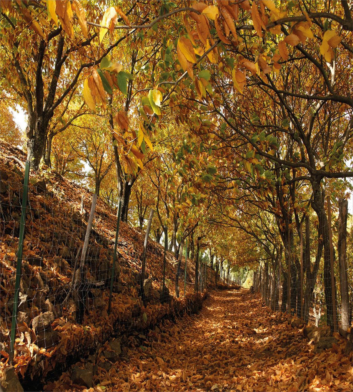 Autumn Foliage Forest — Pattern