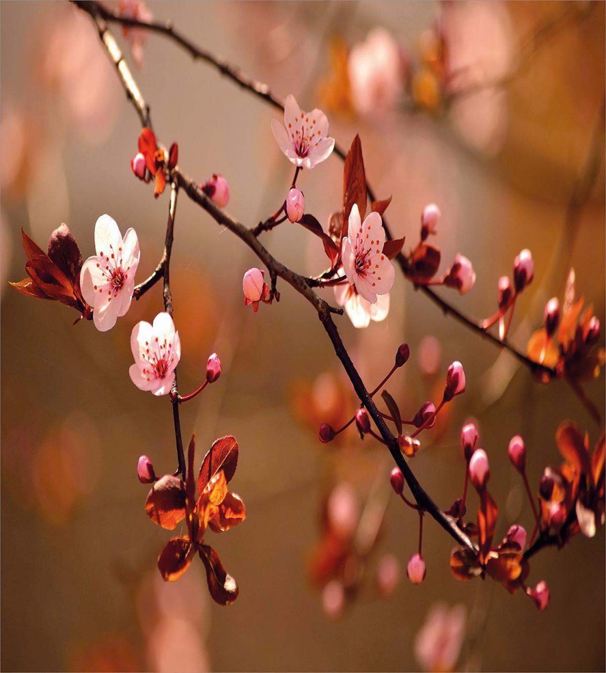 Sakura Flourishing — Pattern
