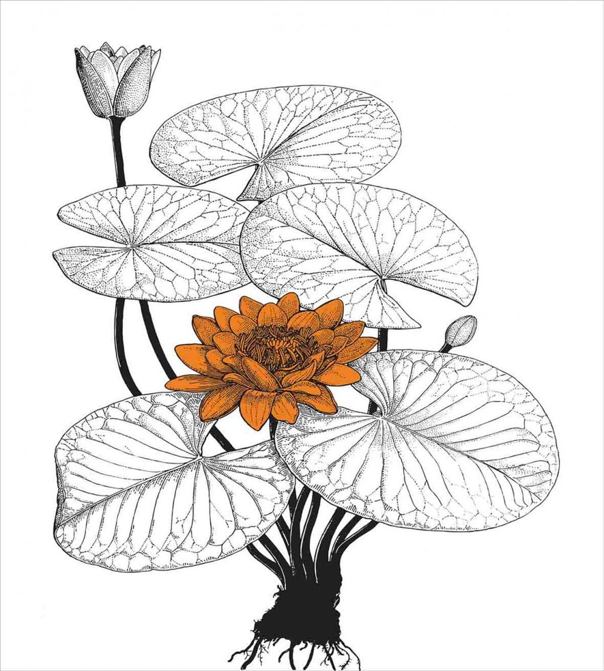 Water Lily — Pattern