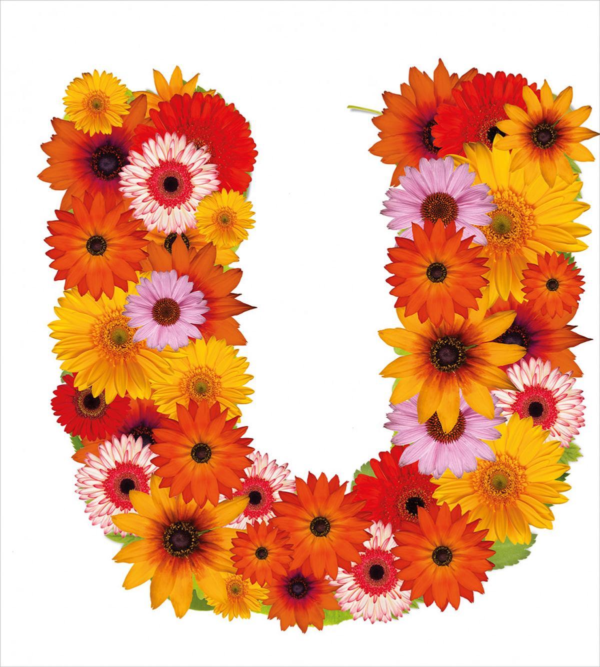 Warm Season Plant U — Pattern
