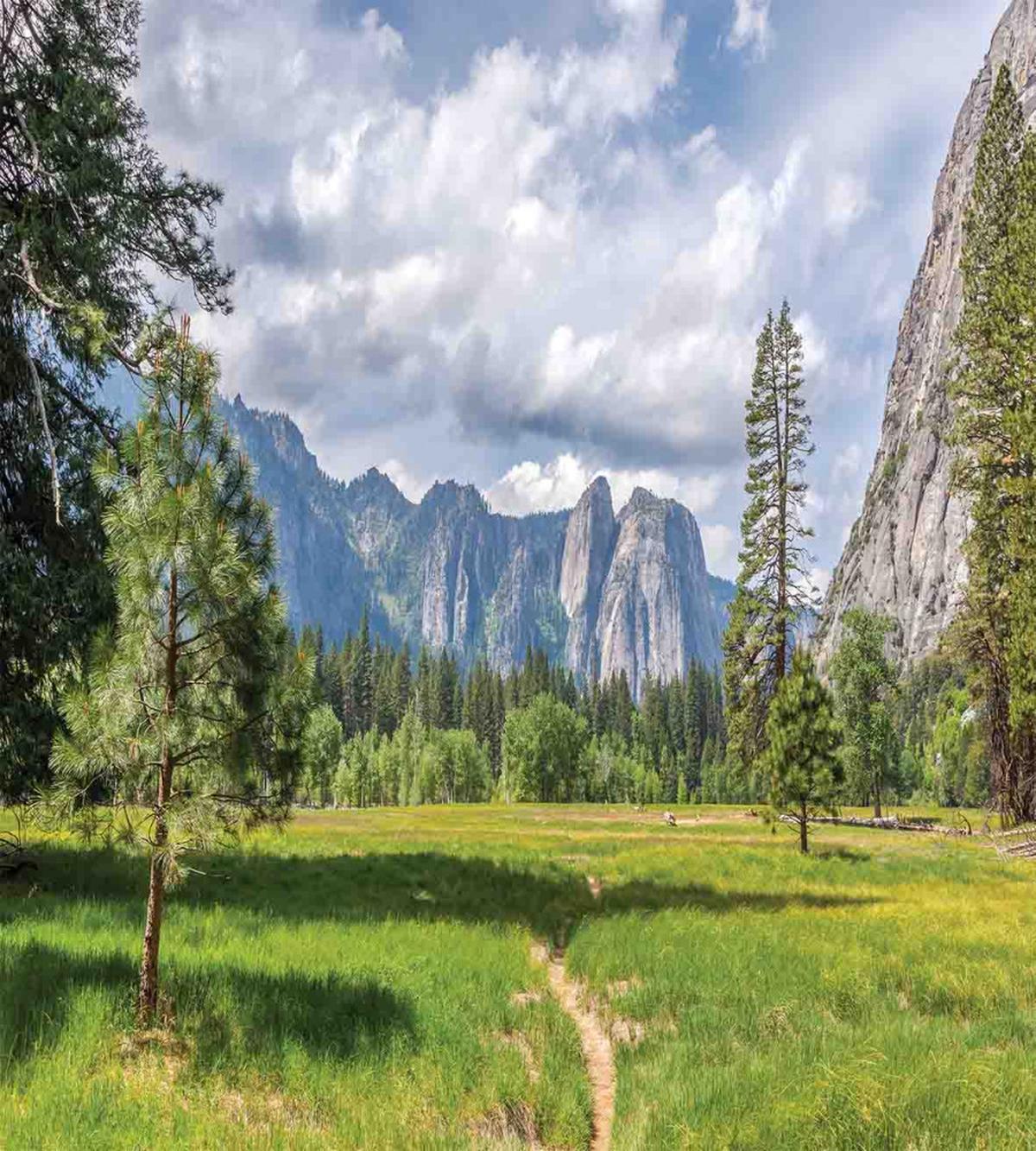 Nature Valley Meadow — Pattern