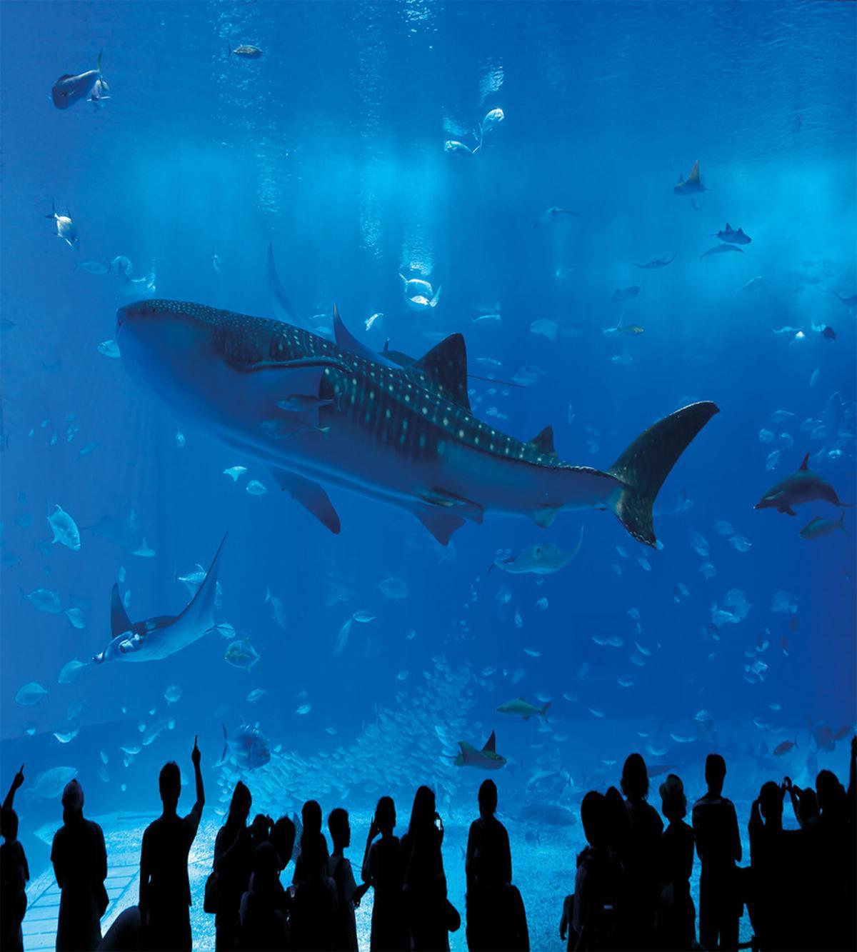 Aquarium Park and People — Pattern