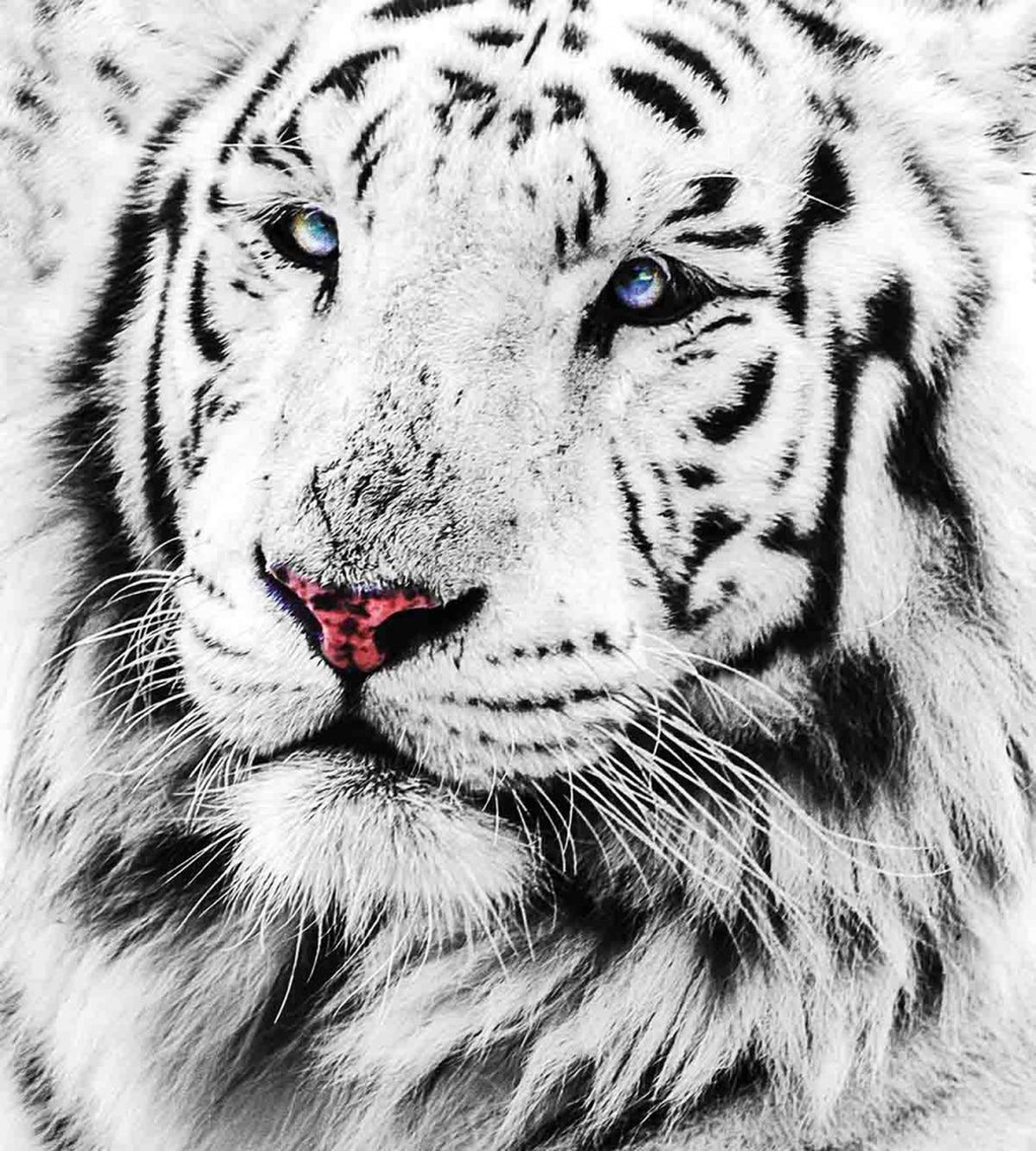 Winter White Tiger — Pattern