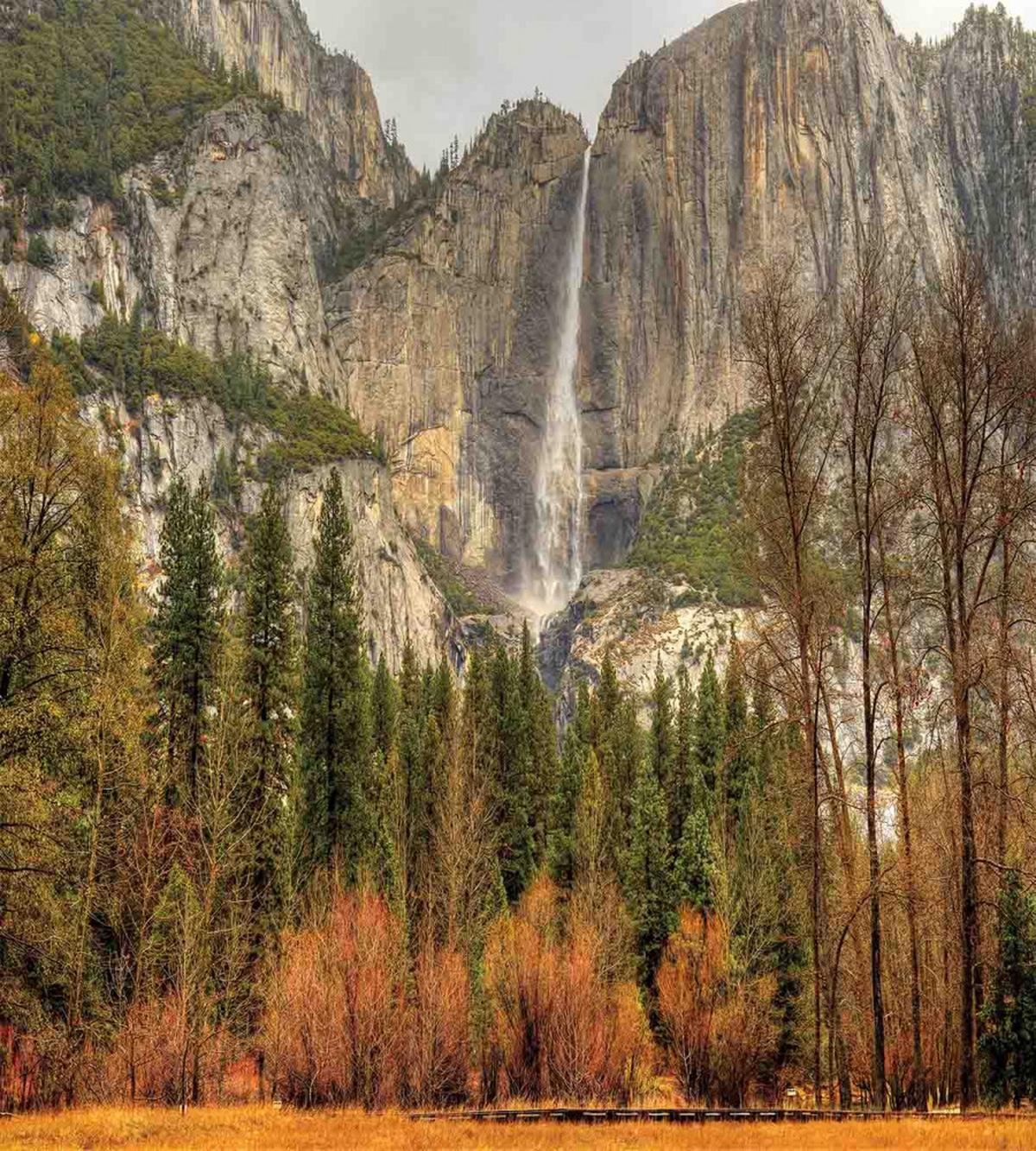 Yosemite Falls Trees — Pattern
