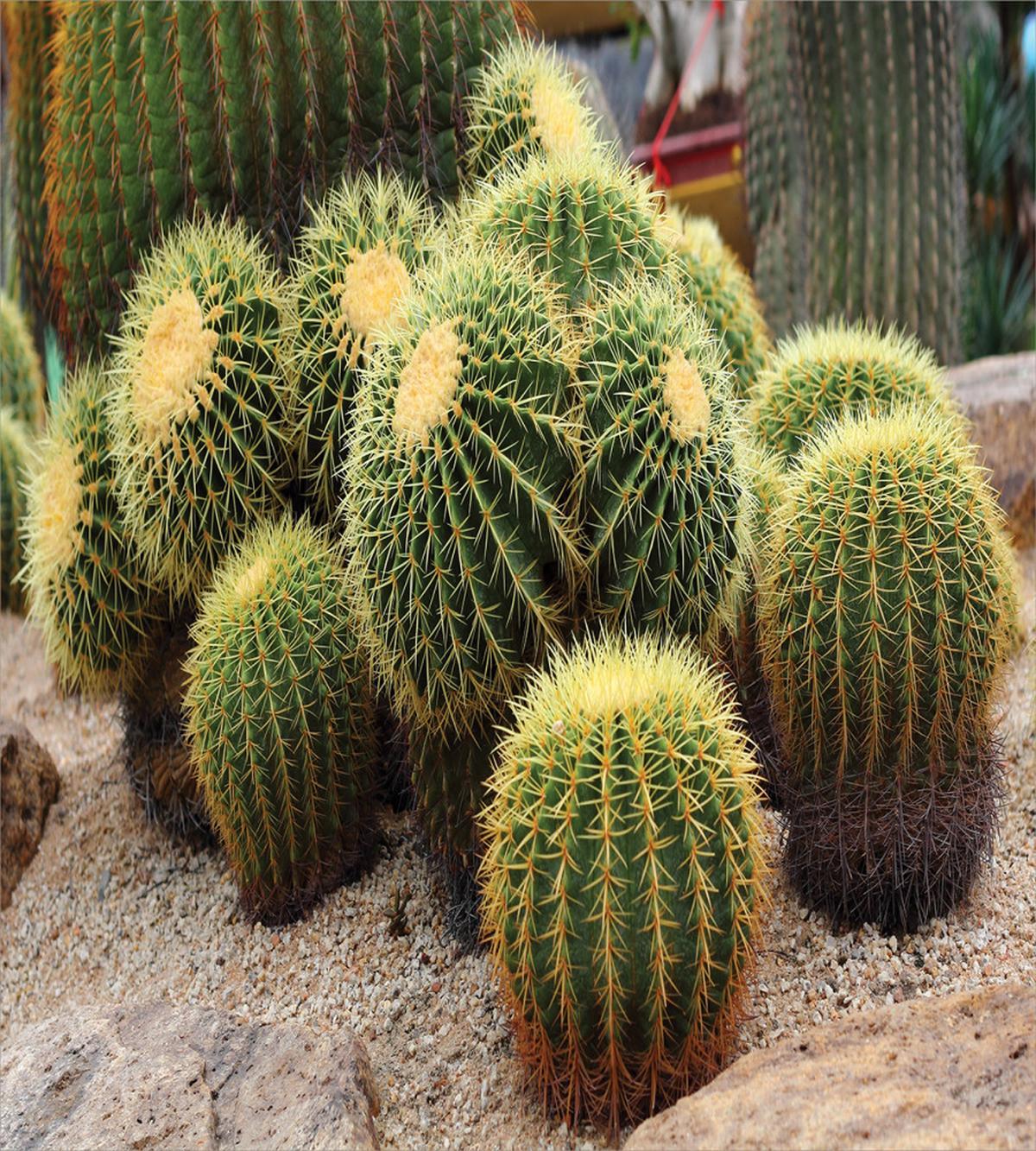 Golden Desert — Pattern