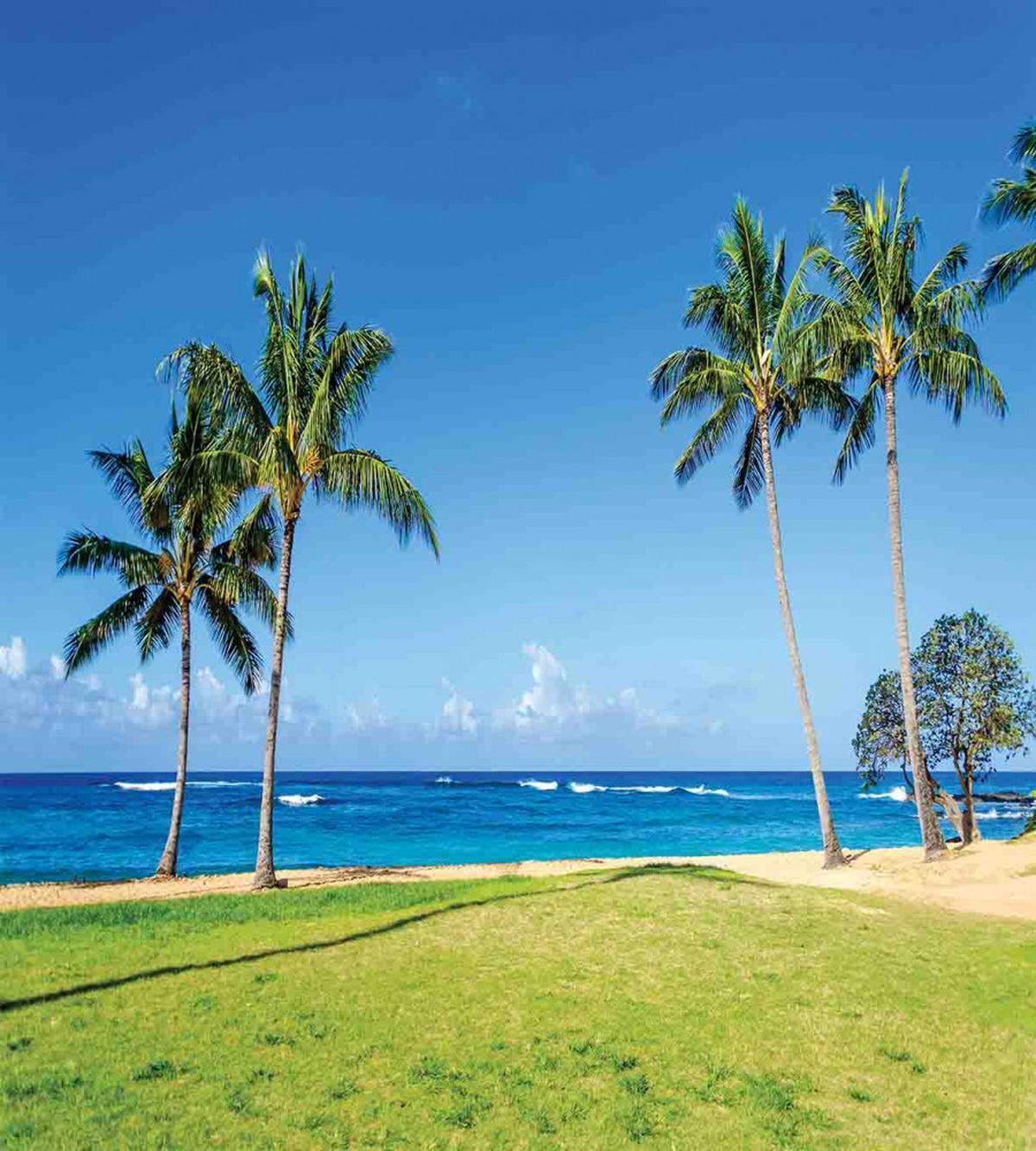 Coconut Palm Hawaii — Pattern