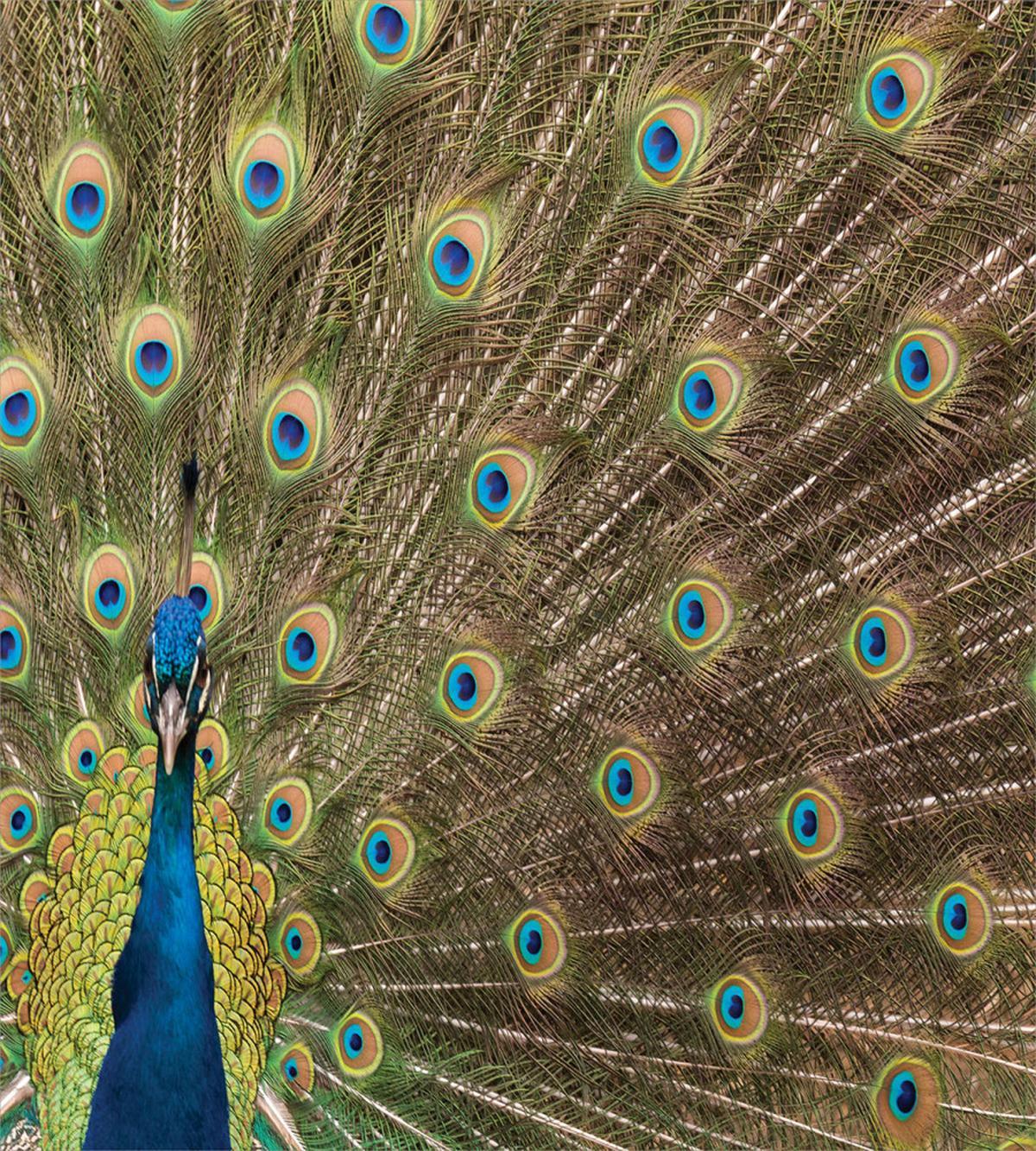 Peacock Making the Wheel — Pattern