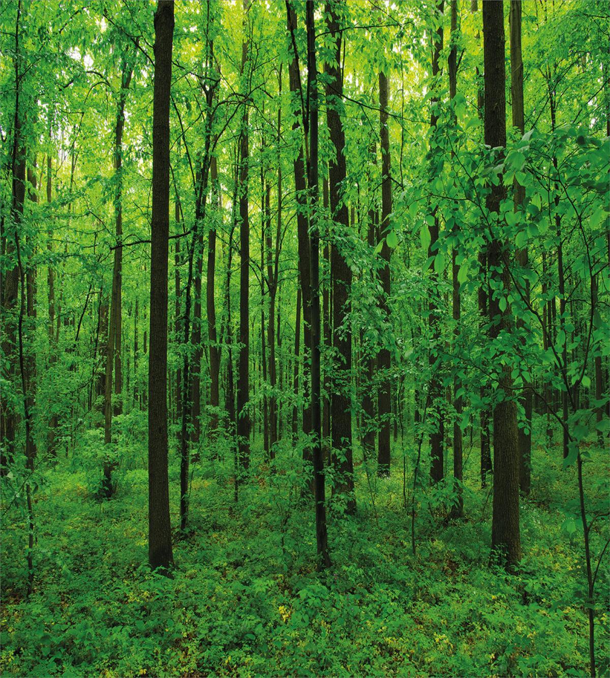 Spring Forest Bush Rural — Pattern