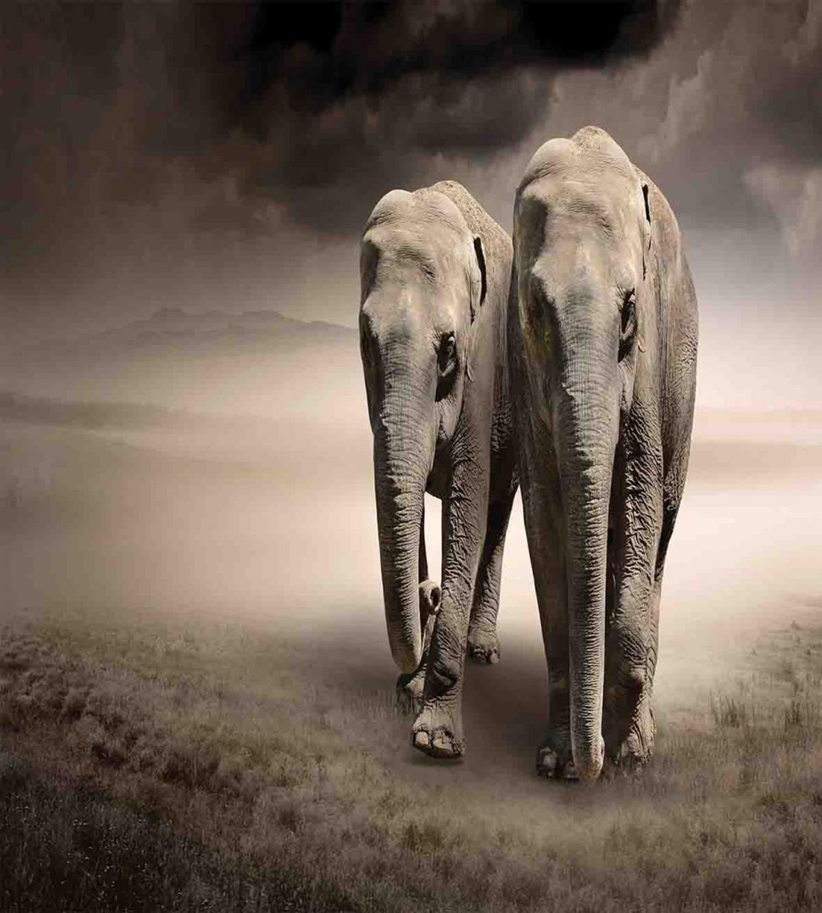 Pair of Animals Dust — Pattern