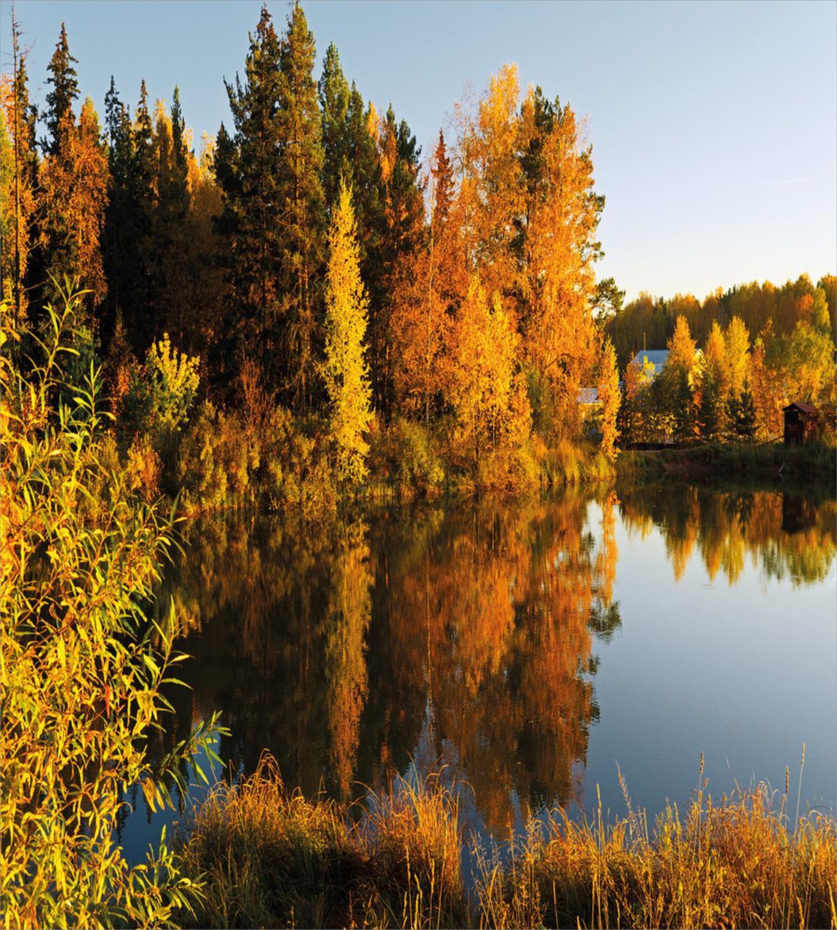 Lake Woodland at Sunset — Pattern