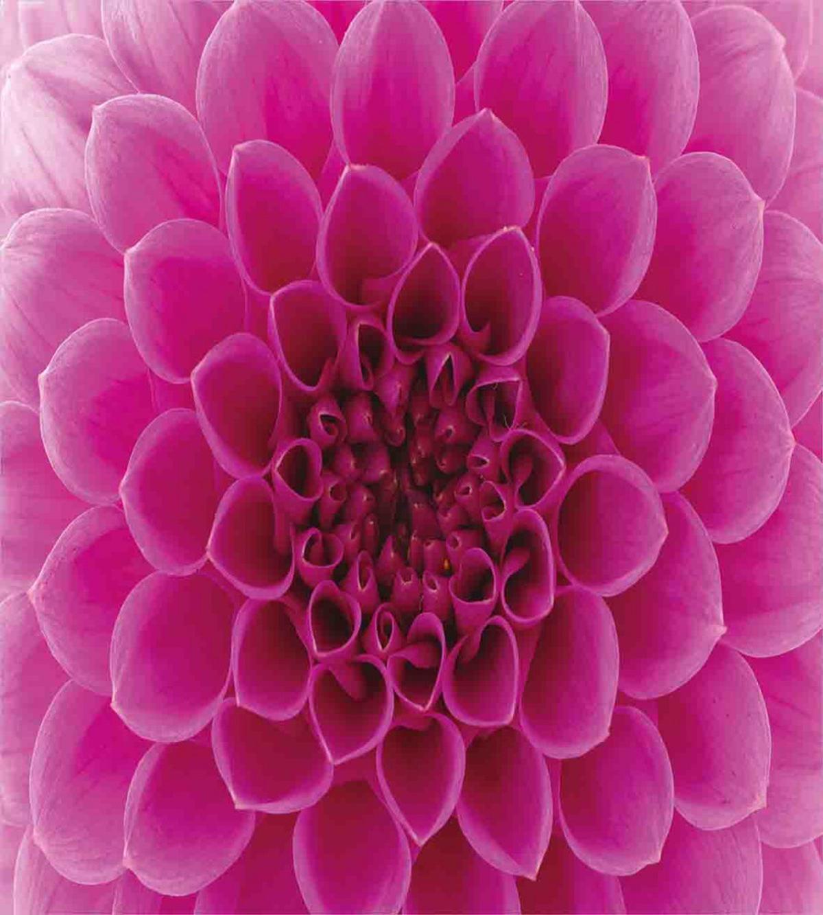 Fresh Bloom Petal Nature — Pattern