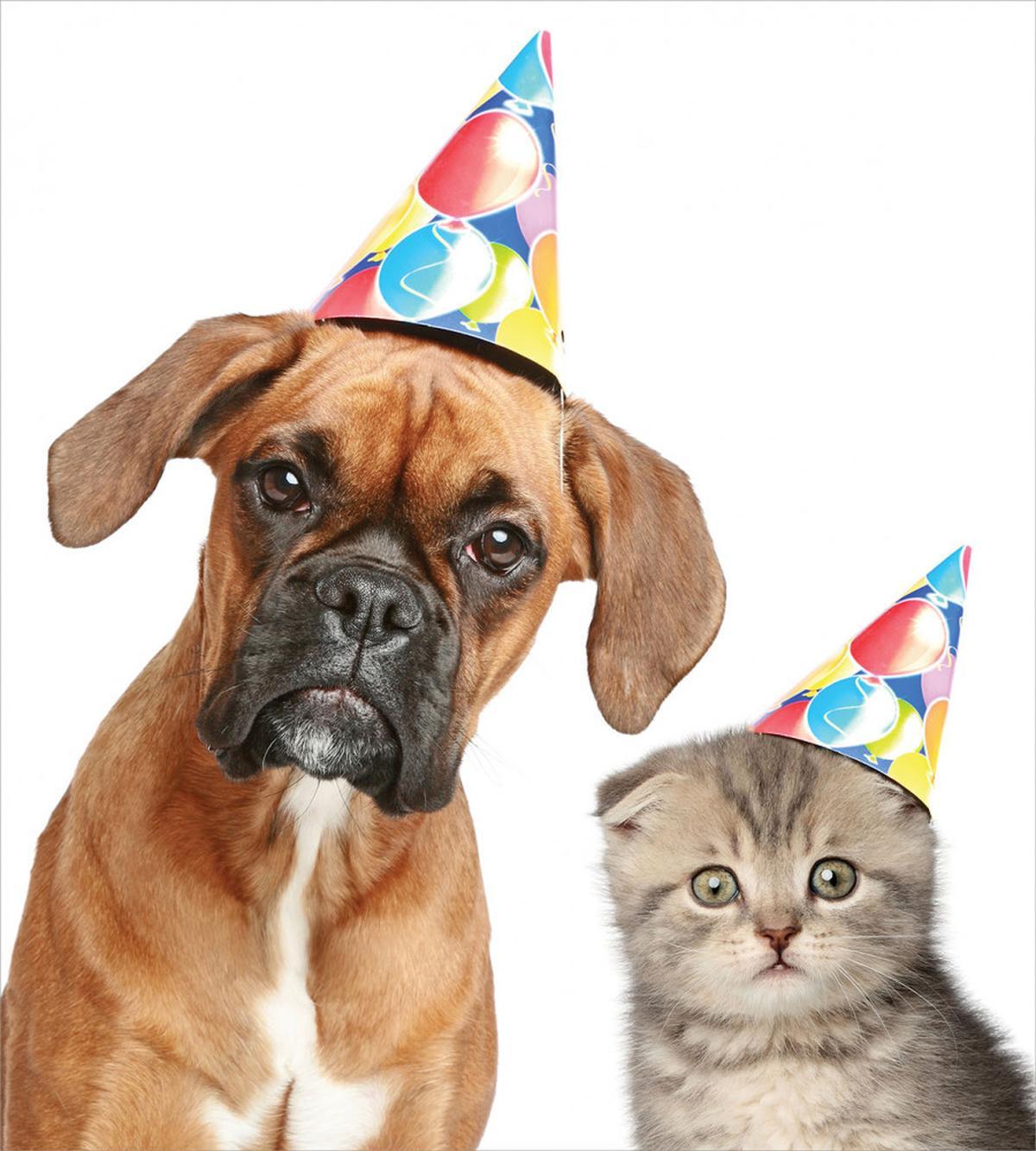 Funny Dog Scottish Cat — Pattern
