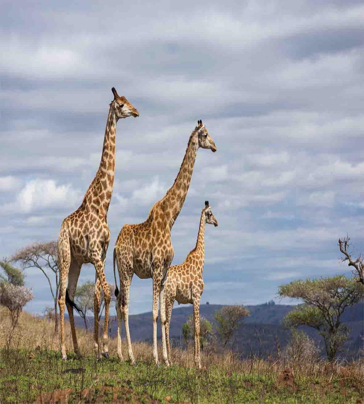 Giraffe Family — Pattern