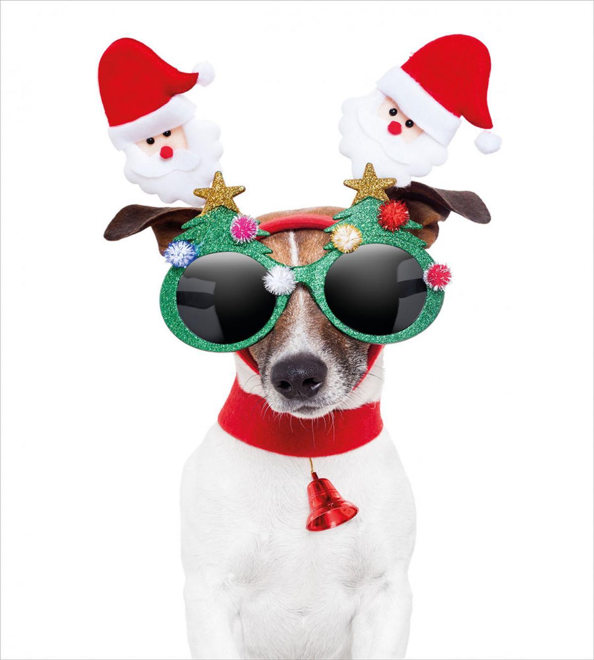 Funny Dog Sunglasses — Pattern