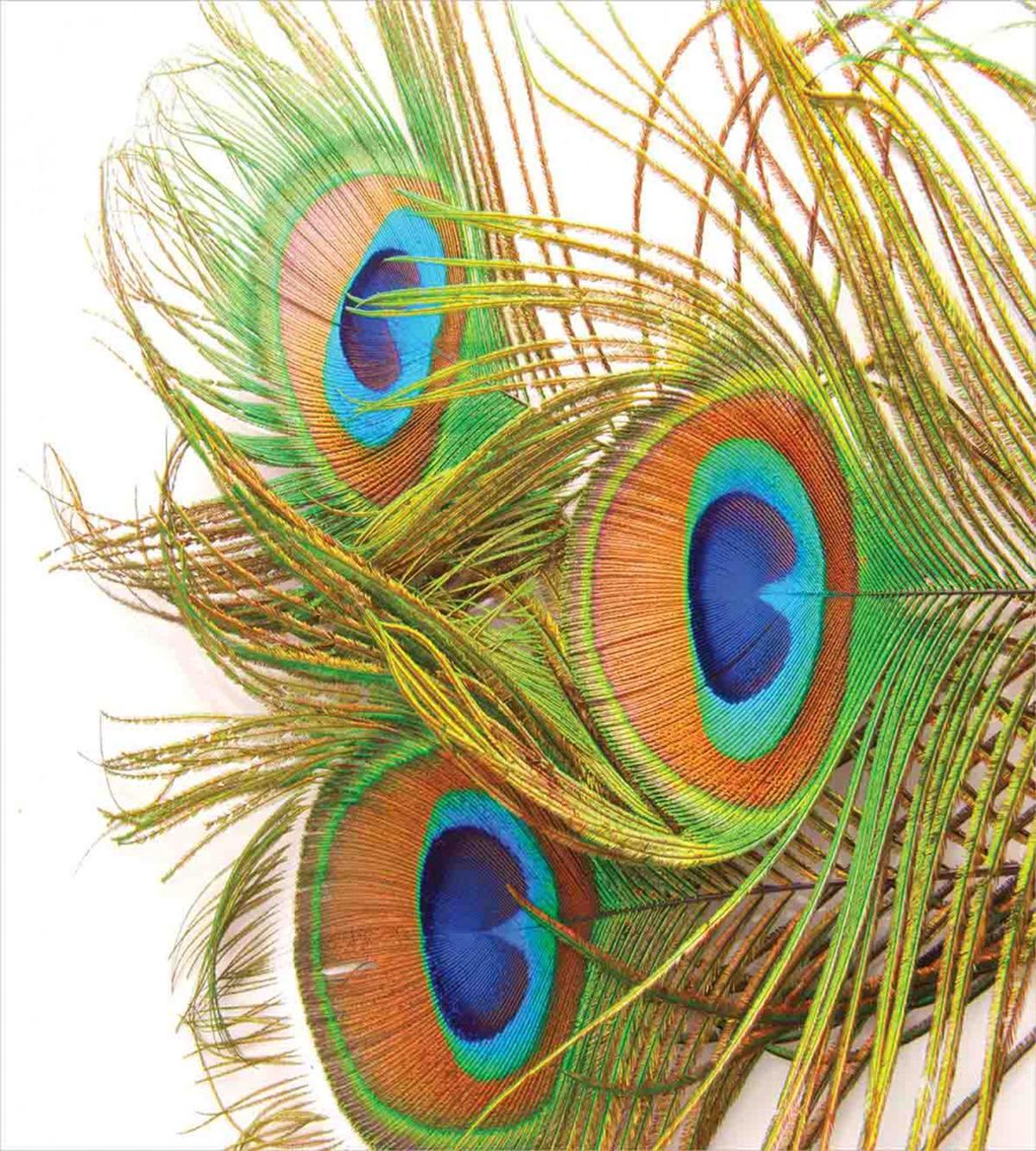 Modern Peacock Feathers — Pattern