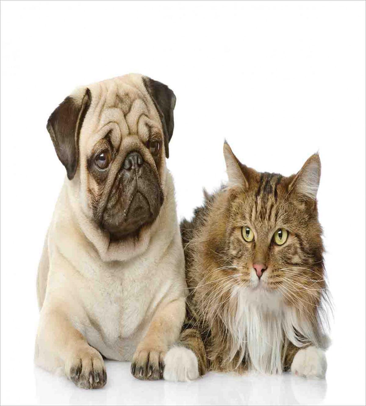 Pets Sitting Studio Shot — Pattern