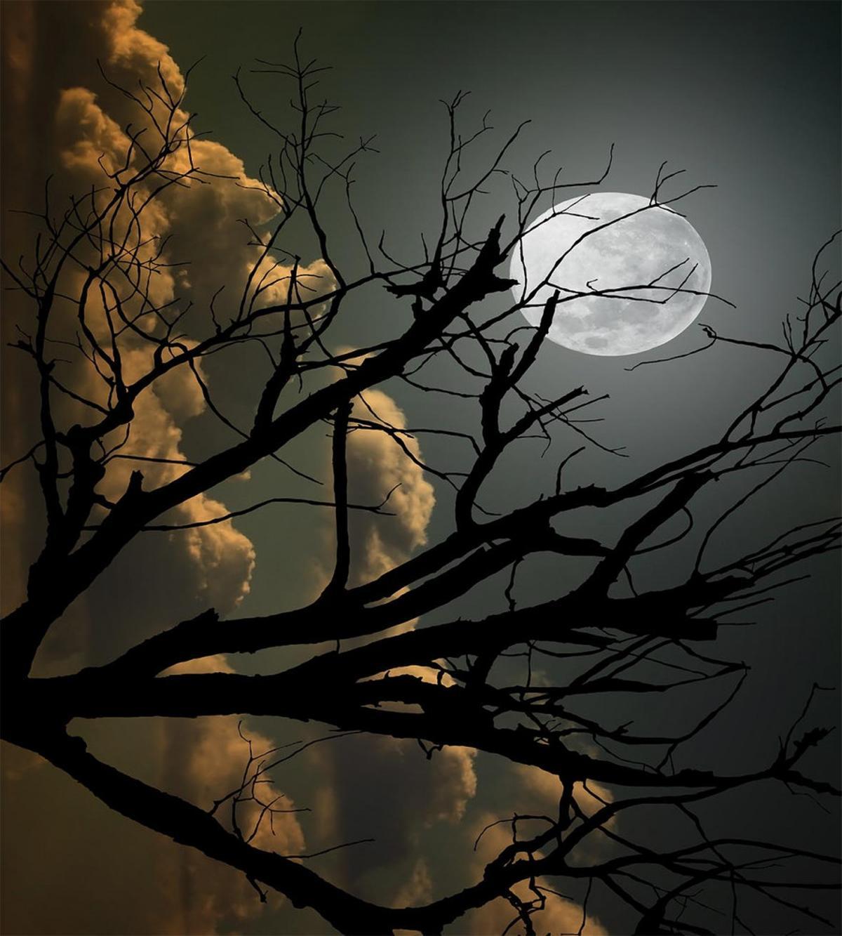 Bare Branches and Full Moon — Pattern