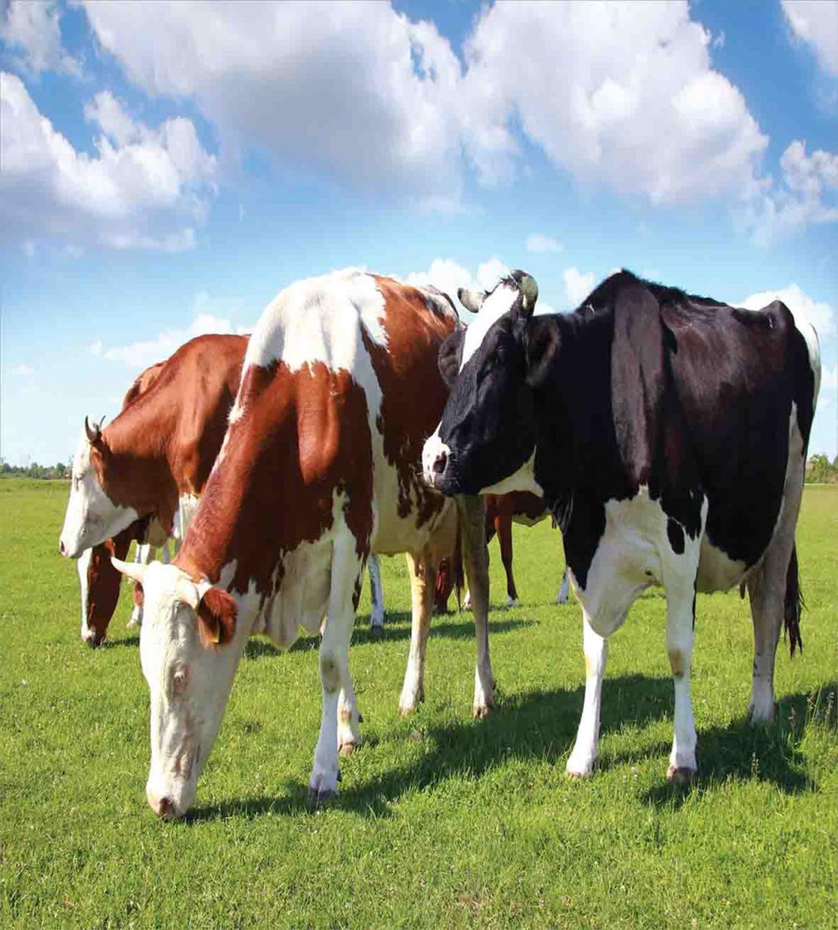 Cows Grazing on Pasture — Pattern