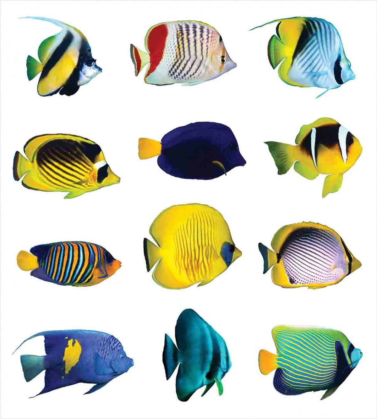 Collage of Sea Animals — Pattern