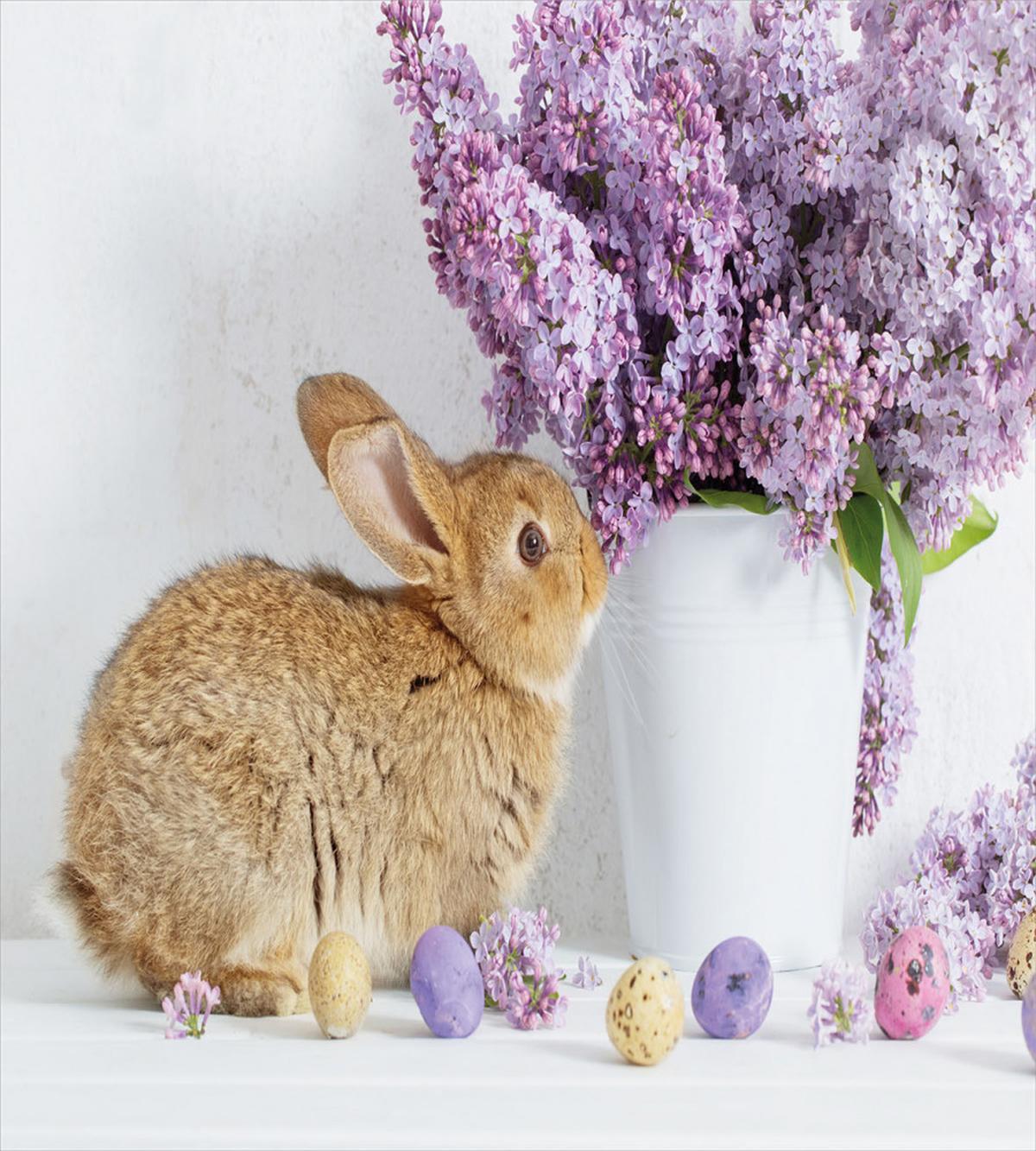 Rabbit with Lilac — Pattern