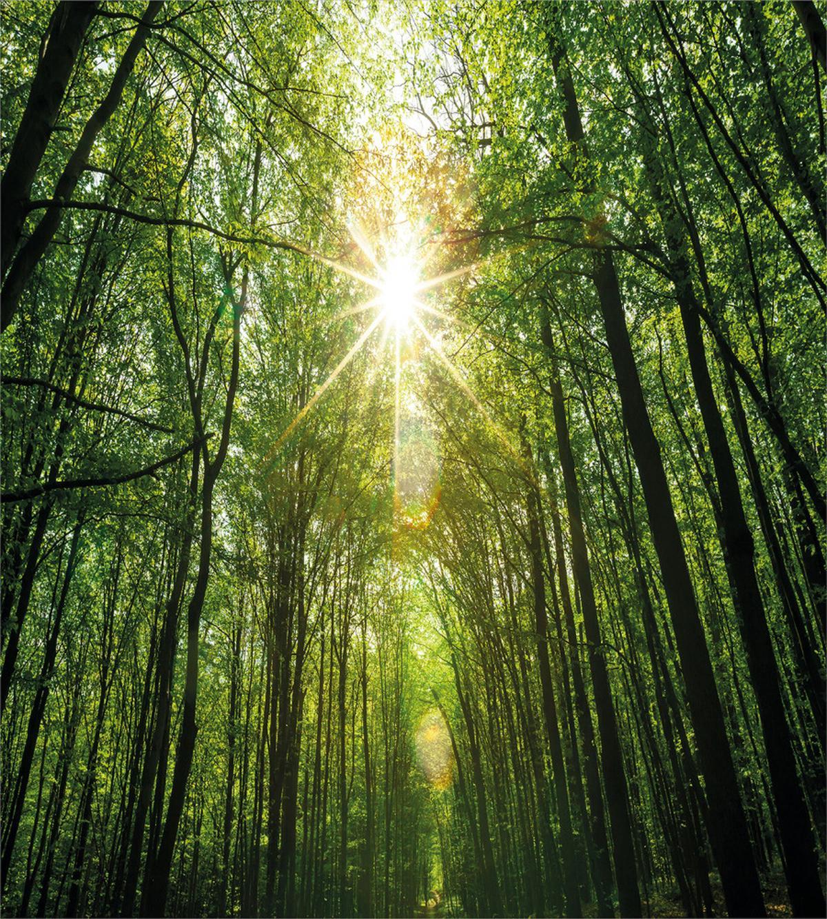 Summer Trees Upward View — Pattern
