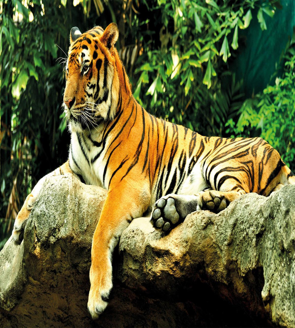Big Cat Resting in Forest — Pattern