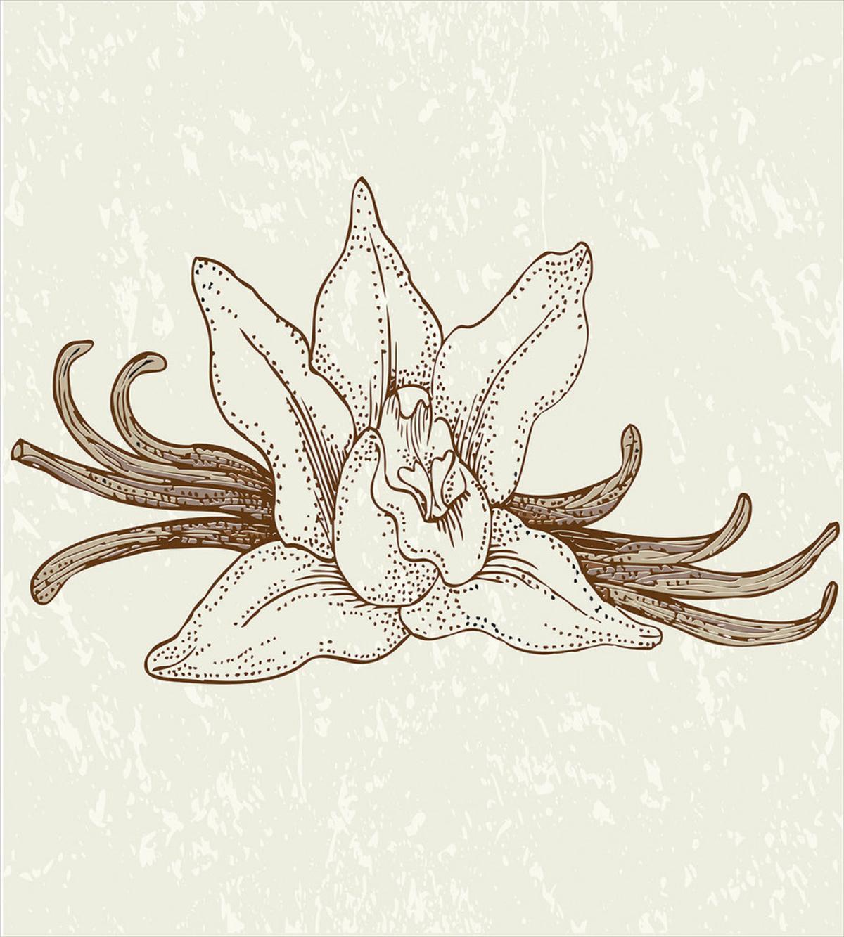 Vintage Aromatic Flower — Pattern