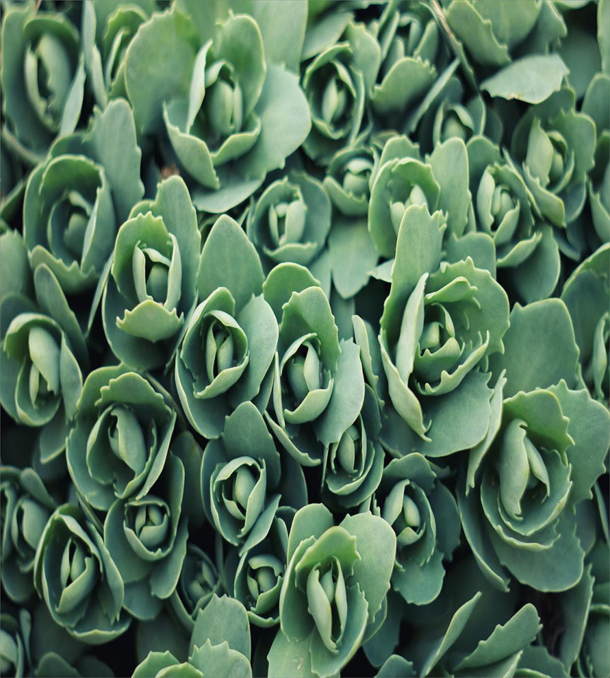 Macro Blooming Leaves — Pattern