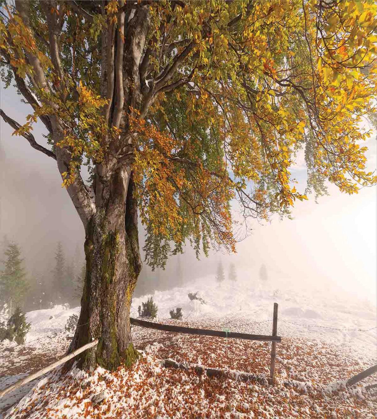 Snowy Nature Wintertime — Pattern