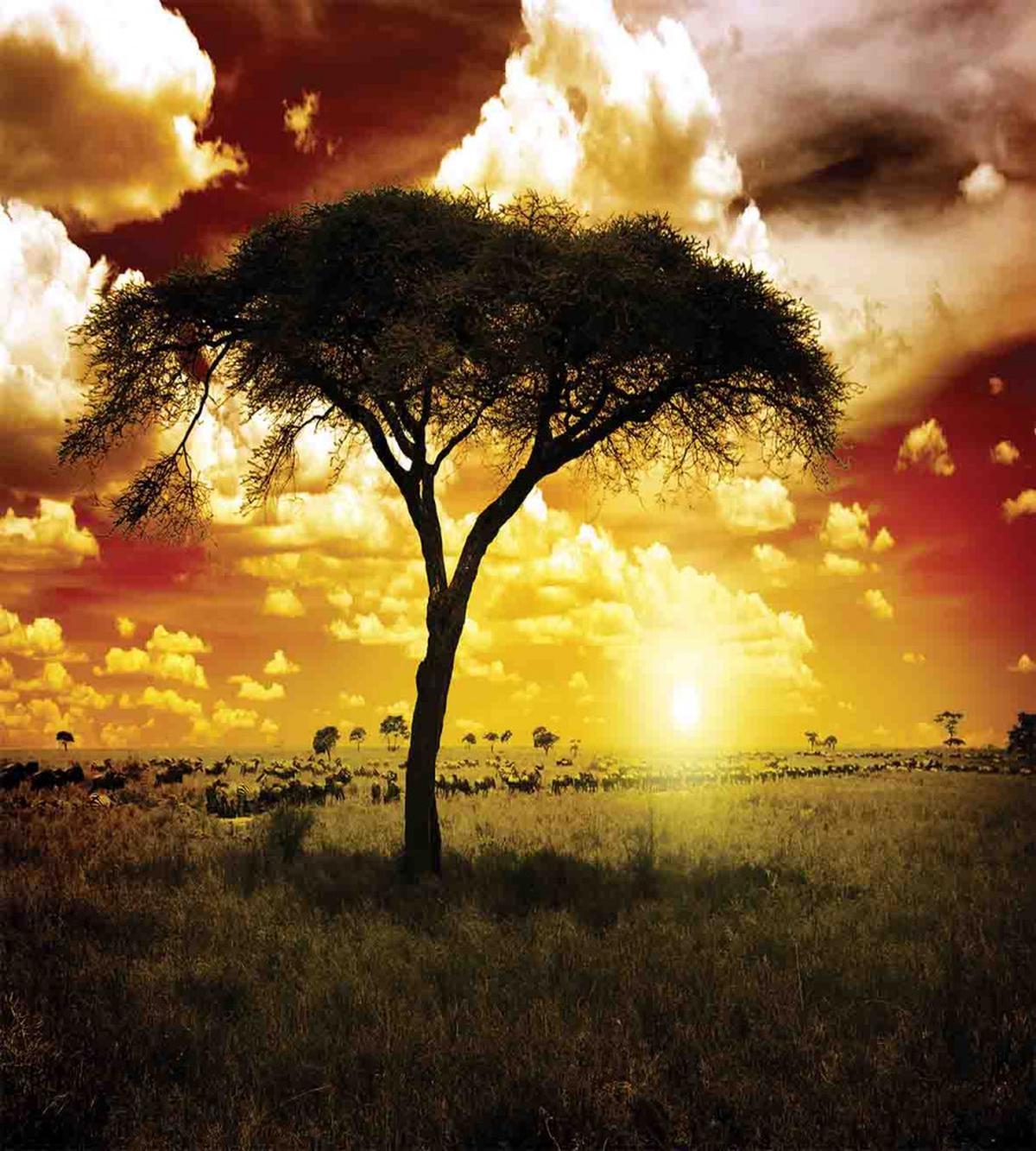 Sunset in Safari Animal — Pattern