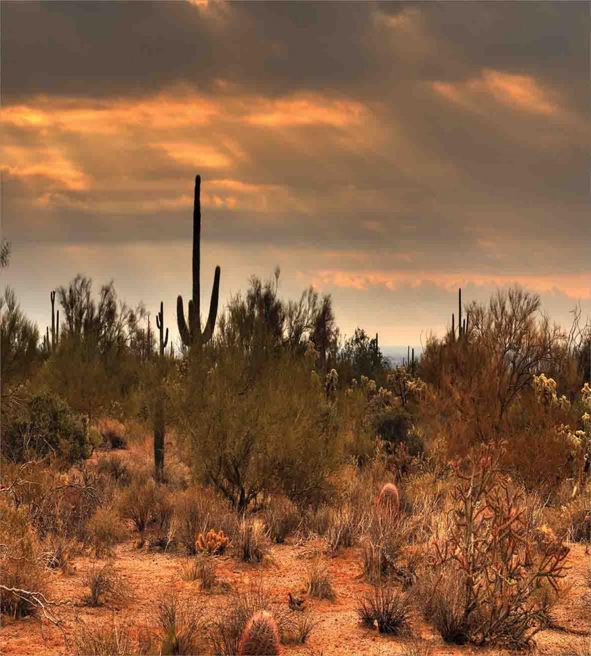 Dramatic Shady Desert — Pattern