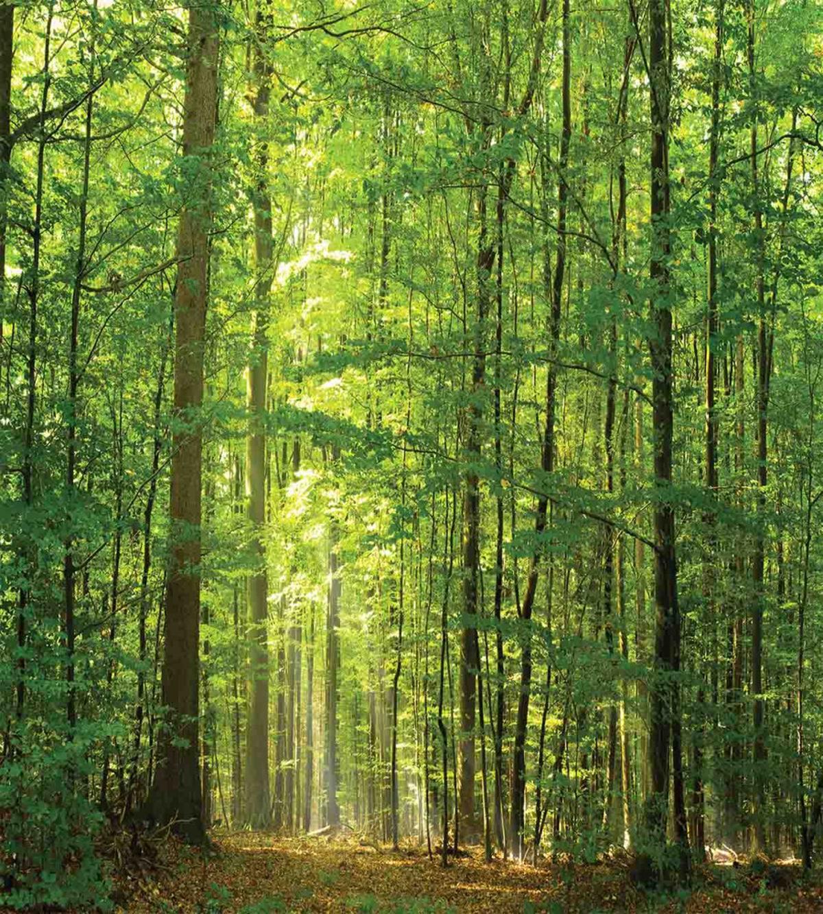 Foliage Forest Summer — Pattern