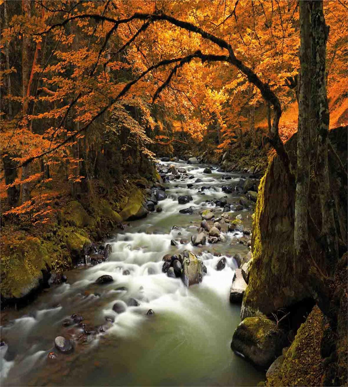 River with Rocks Forest Lush — Pattern