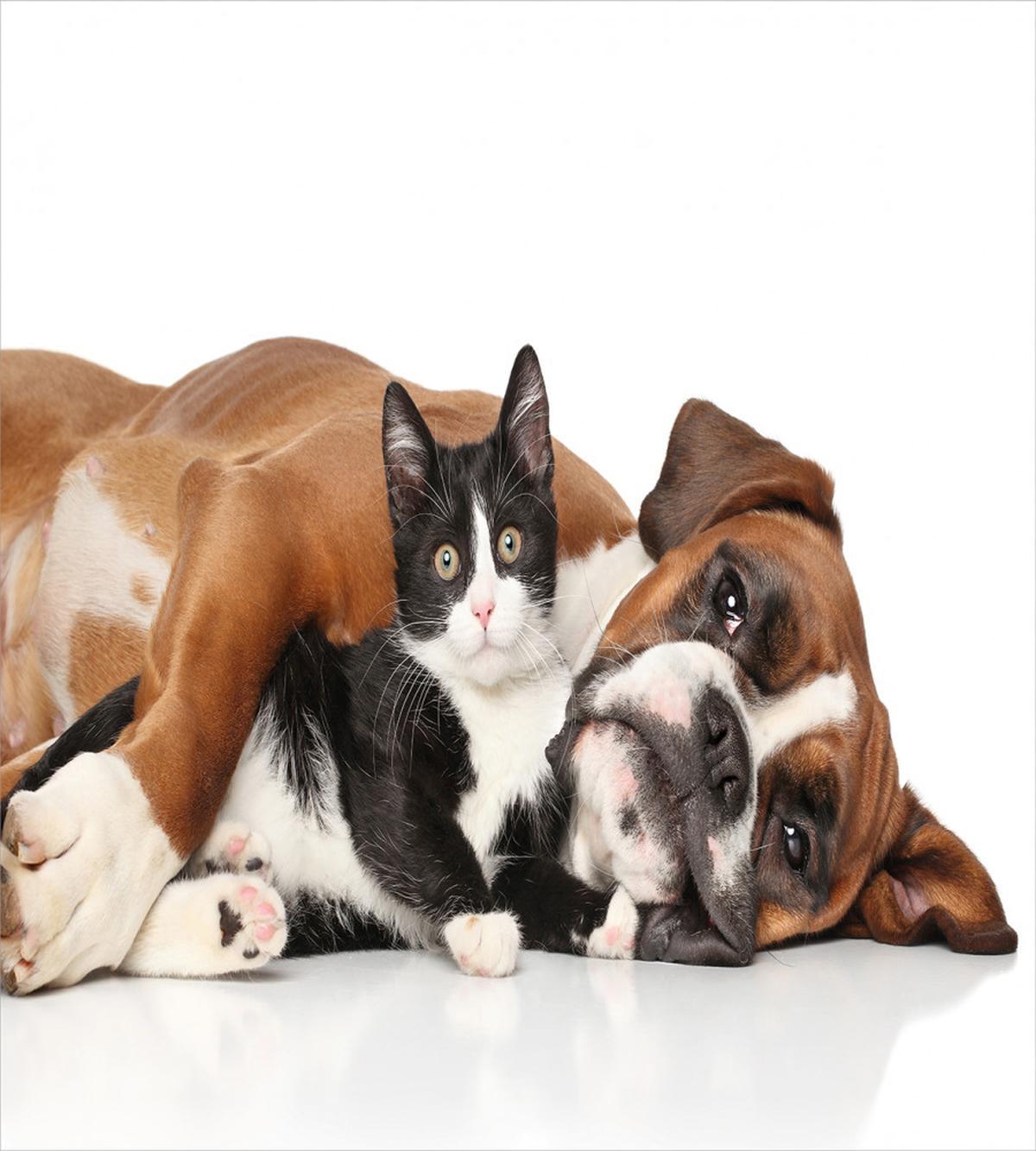 Cat Dog Friendship — Pattern