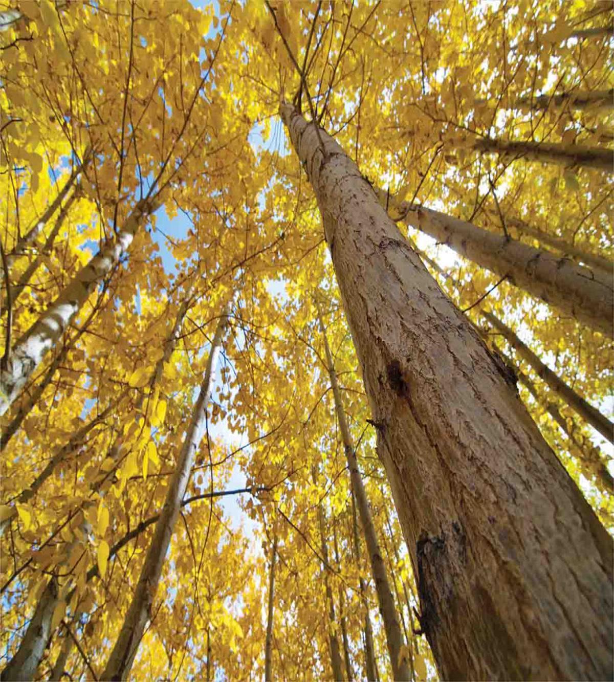 Aspen Trees in Forest — Pattern