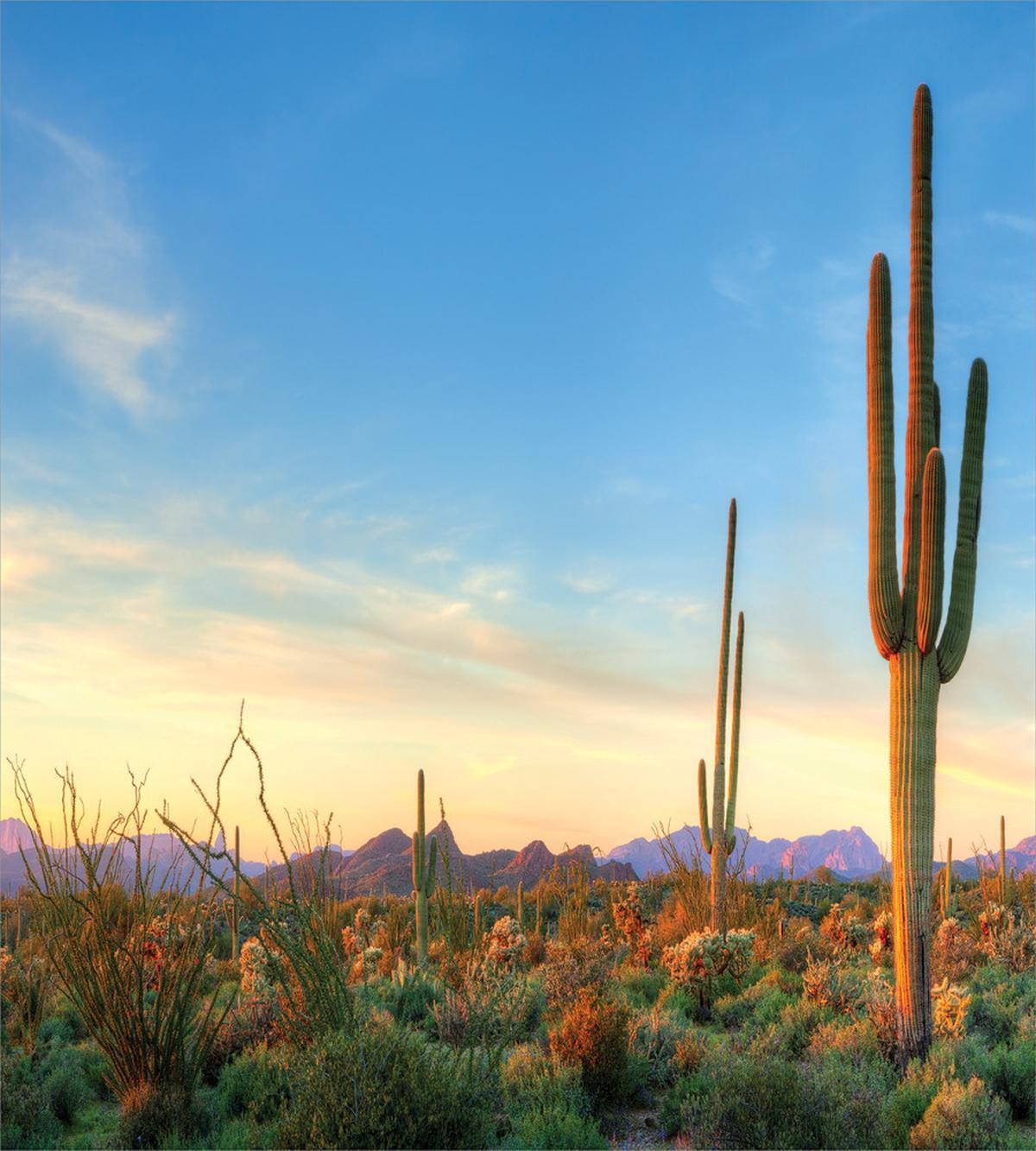 Sonoran Desert Sunset — Pattern