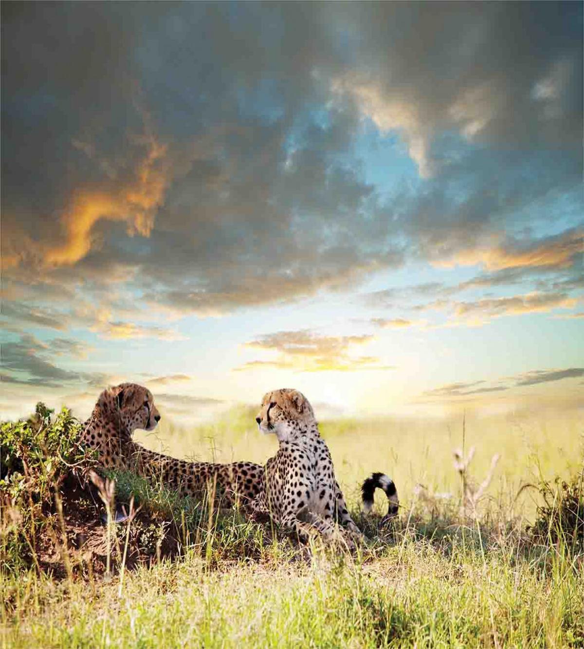 Dangerous Cheetahs in Africa — Pattern