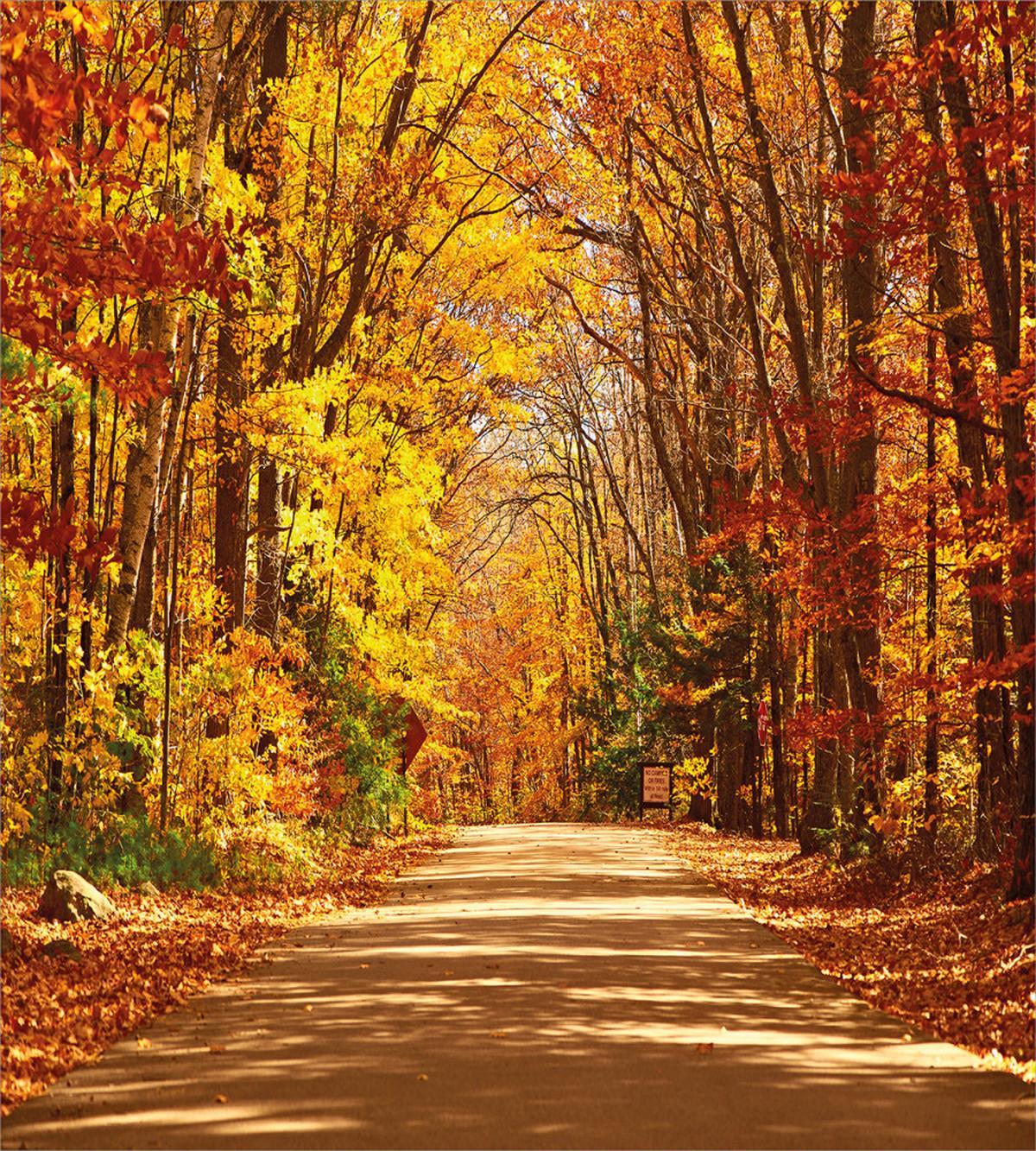 Scenic Outdoors Empty Road — Pattern