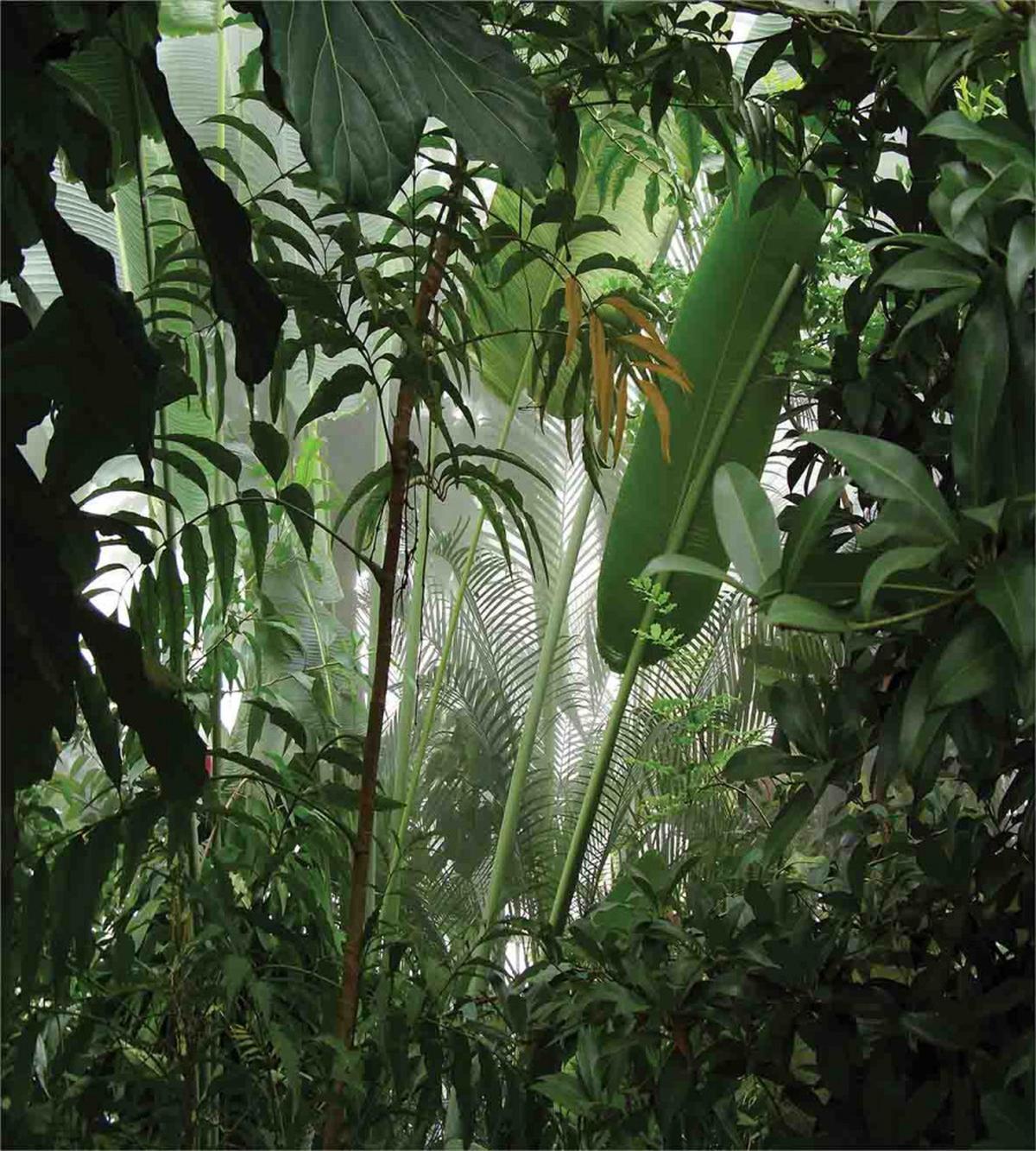 Tropical Rainforest Wild — Pattern