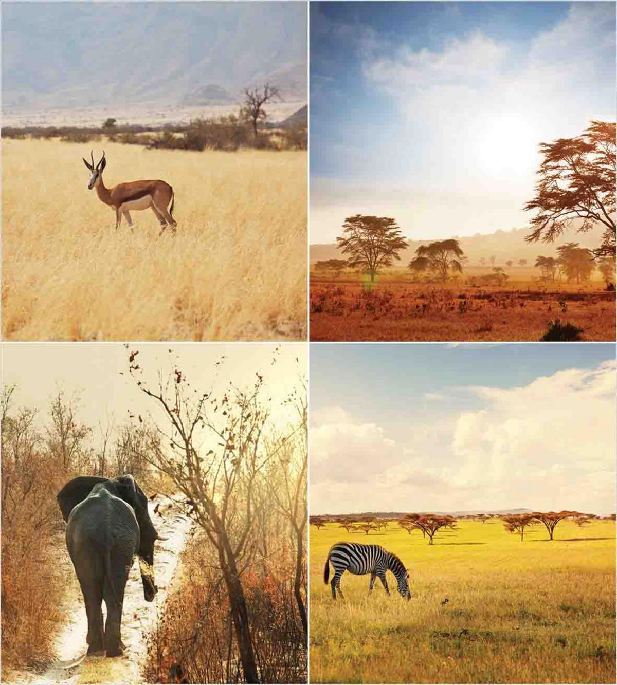Wild Savannah Animal — Pattern