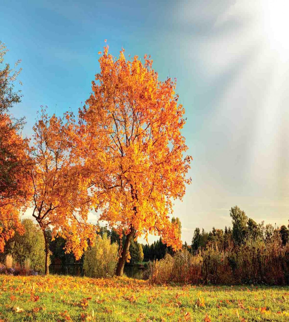 Maple Tree in Autumn — Pattern
